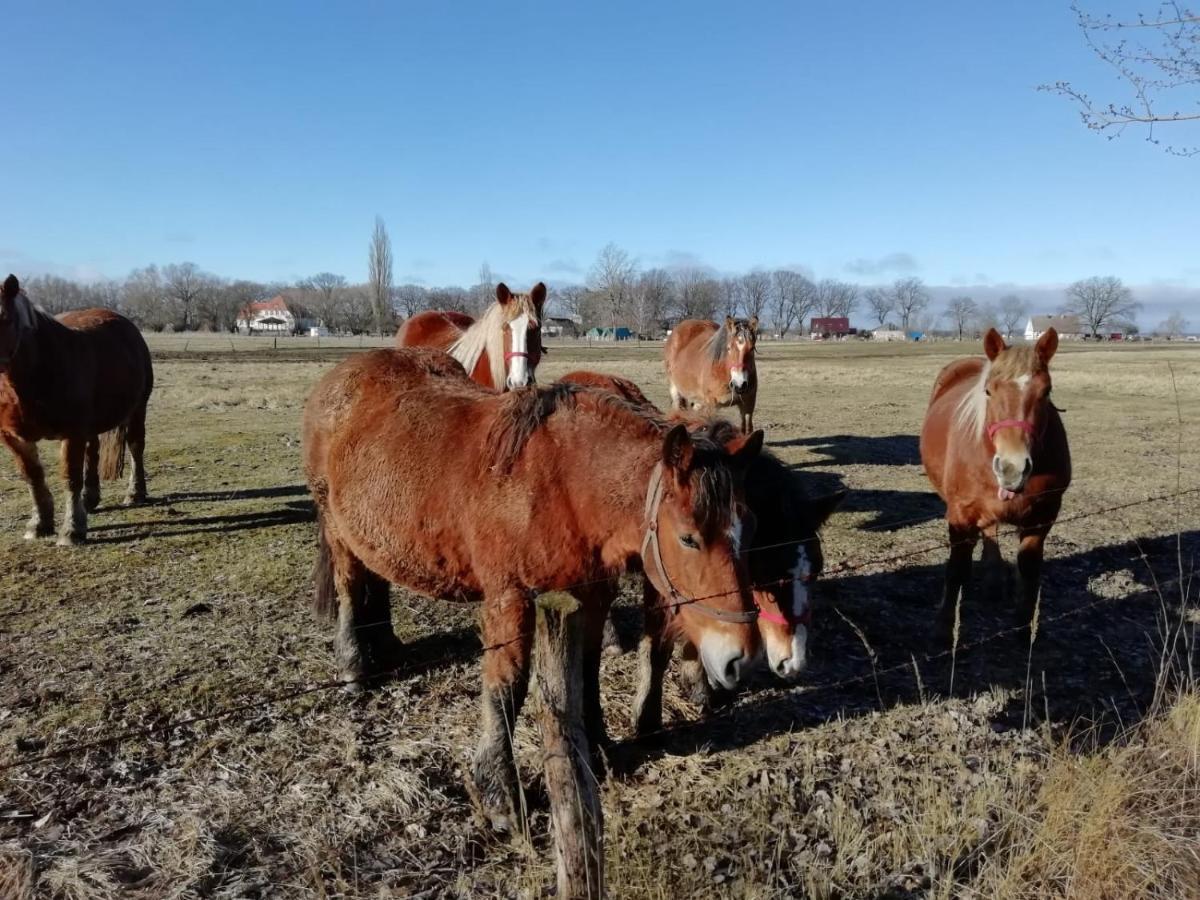 Domek Letniskowy Szuwarek Villa Świnoujście Eksteriør bilde